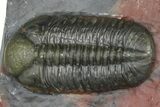 Prone Morocops Trilobite Fossil - Jorf, Morocco #368606-1